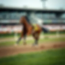 An elegant thoroughbred horse sprinting on the racetrack